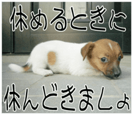 MIEDOG Jack Russell terrier sticker 10 sticker #14945173