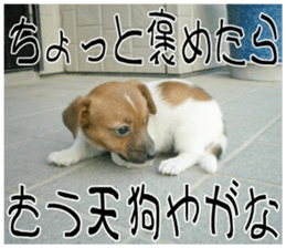 MIEDOG Jack Russell terrier sticker 10 sticker #14945174