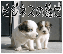 MIEDOG Jack Russell terrier sticker 10 sticker #14945175