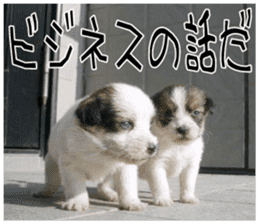 MIEDOG Jack Russell terrier sticker 10 sticker #14945175