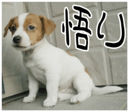 MIEDOG Jack Russell terrier sticker 10 sticker #14945176