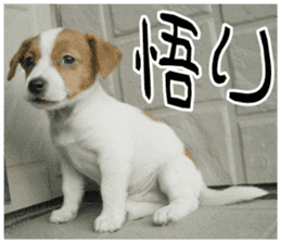 MIEDOG Jack Russell terrier sticker 10 sticker #14945176