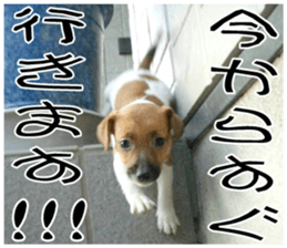 MIEDOG Jack Russell terrier sticker 10 sticker #14945178