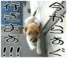 MIEDOG Jack Russell terrier sticker 10 sticker #14945178