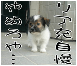 MIEDOG Jack Russell terrier sticker 10 sticker #14945179