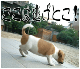 MIEDOG Jack Russell terrier sticker 10 sticker #14945180