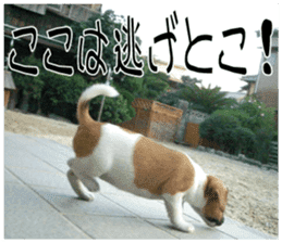 MIEDOG Jack Russell terrier sticker 10 sticker #14945180