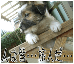 MIEDOG Jack Russell terrier sticker 10 sticker #14945181