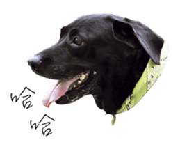 P. Black Labrador sticker #14945689