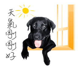 P. Black Labrador sticker #14945690