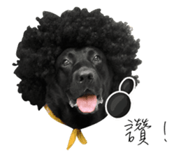 P. Black Labrador sticker #14945697