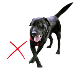 P. Black Labrador sticker #14945702