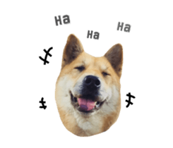 Shiba Sherry sticker #14946334