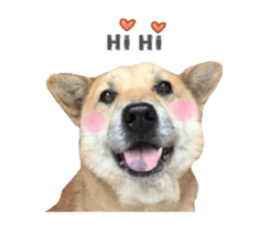Shiba Sherry sticker #14946335