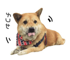 Shiba Sherry sticker #14946336