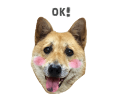 Shiba Sherry sticker #14946337