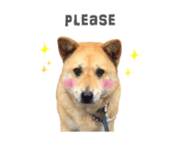 Shiba Sherry sticker #14946338