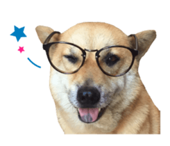 Shiba Sherry sticker #14946339
