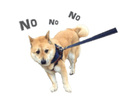 Shiba Sherry sticker #14946340