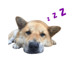 Shiba Sherry sticker #14946341