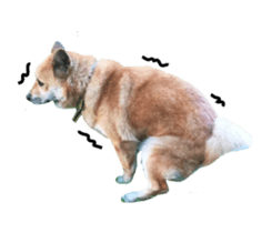 Shiba Sherry sticker #14946342