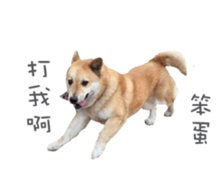 Shiba Sherry sticker #14946343