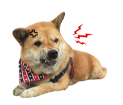 Shiba Sherry sticker #14946344