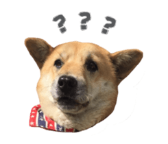 Shiba Sherry sticker #14946345