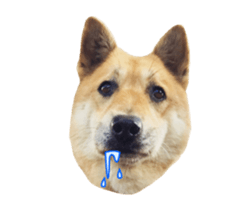 Shiba Sherry sticker #14946346