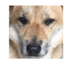 Shiba Sherry sticker #14946347