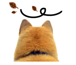 Shiba Sherry sticker #14946348