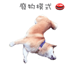 Shiba Sherry sticker #14946349