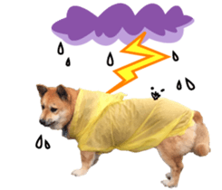 Shiba Sherry sticker #14946350