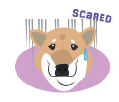 Shiba Sherry sticker #14946355
