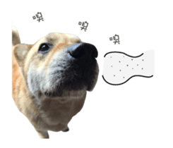 Shiba Sherry sticker #14946358