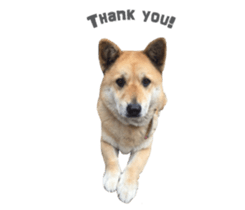 Shiba Sherry sticker #14946359