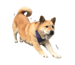 Shiba Sherry sticker #14946360