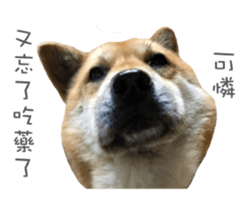 Shiba Sherry sticker #14946361