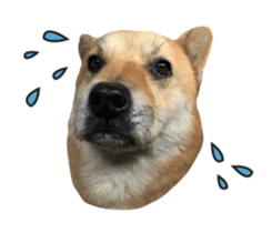 Shiba Sherry sticker #14946362