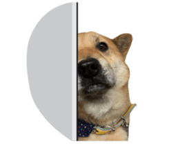 Shiba Sherry sticker #14946363