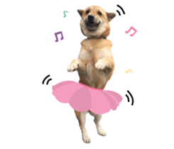 Shiba Sherry sticker #14946364