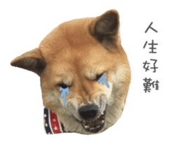 Shiba Sherry sticker #14946365