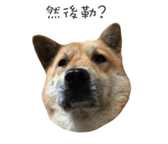 Shiba Sherry sticker #14946366