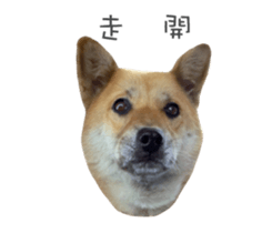 Shiba Sherry sticker #14946367
