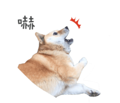 Shiba Sherry sticker #14946368
