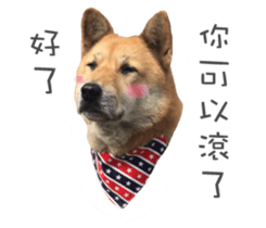 Shiba Sherry sticker #14946369
