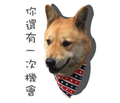 Shiba Sherry sticker #14946370