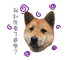 Shiba Sherry sticker #14946371