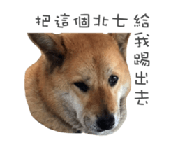 Shiba Sherry sticker #14946372