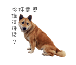Shiba Sherry sticker #14946373
